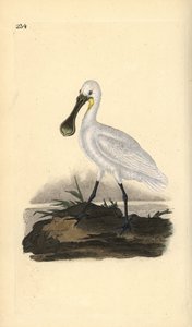 Lepelaar, Platalea leucorodia. Handgekleurde kopergravure getekend en gegraveerd door Edward Donovan uit zijn Natural History of British Birds, Londen