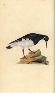 Scholekster, Haematopus ostralegus