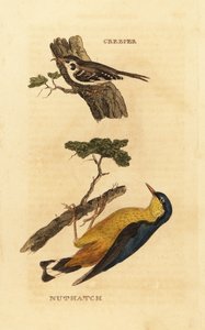 Boomkruiper, Certhia familiaris, en boomklever, Sitta europaea