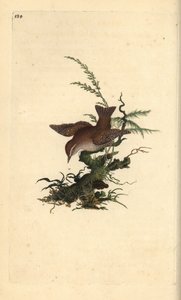 Winterkoning, Troglodytes troglodytes
