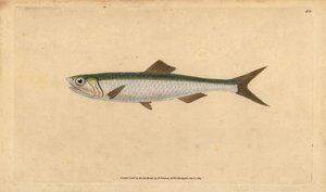 Europese ansjovis, Engraulis encrasicolus. Handgekleurde kopergravure getekend en gegraveerd door Edward Donovan uit zijn Natural History of British Fishes, Donovan en F.C. en J. Rivington, Londen door Edward Donovan