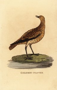 Goudplevier, Pluvialis apricaria door Edward Donovan
