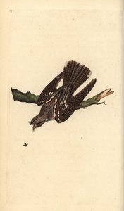 Nachtzwaluw, Caprimulgus europaeus. Handgekleurde koperplaat getekend en gegraveerd door Edward Donovan uit zijn eigen Natural History of British Birds, Londen door Edward Donovan