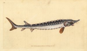 Europese of gewone steur. Ernstig bedreigd. Handgekleurde koperplaat getekend en gegraveerd door Edward Donovan uit zijn Natural History of British Fishes, Donovan en F.C. en J. Rivington, Londen door Edward Donovan
