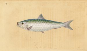 Europese sardine, Sardina pilchardus door Edward Donovan