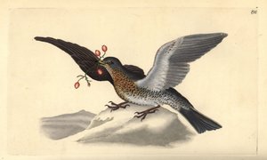 Kramsvogel, Turdus pilaris. Handgekleurde koperplaat getekend en gegraveerd door Edward Donovan uit zijn eigen “Natural History of British Birds,” Londen door Edward Donovan