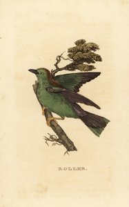 Scharrelaar of Europese scharrelaar, Coracias garrulus door Edward Donovan