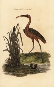 Zwarte ibis, Plegadis falcinellus door Edward Donovan