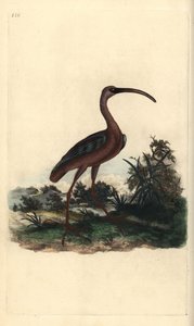 Glansibis, Plegadis falcinellus door Edward Donovan