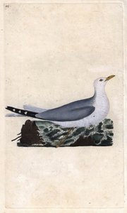 Stormmeeuw. Larus canus door Edward Donovan