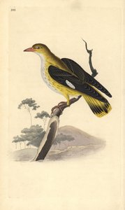 Wielewaal (vrouwtje), Oriolus oriolus