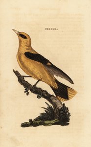 Wielewaal, Oriolus oriolus