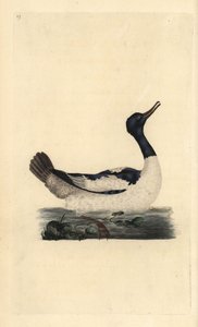 Grote zaagbek, Mergus merganser. Handgekleurde koperplaat getekend en gegraveerd door Edward Donovan uit zijn eigen Natural History of British Birds, Londen