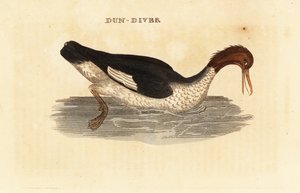 Grote zaagbek, Mergus merganser, vrouwtje door Edward Donovan