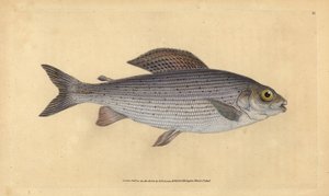 Vlagzalm, Thymallus thymallus (Salmo thymallus). Handgekleurde koperplaat getekend en gegraveerd door Edward Donovan uit zijn Natural History of British Fishes, Donovan en F.C. en J. Rivington, Londen door Edward Donovan