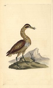 Roerdomp, Botaurus stellaris. Handgekleurde koperplaat getekend en gegraveerd door Edward Donovan uit zijn eigen 