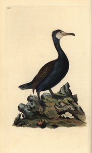Aalscholver, Phalacrocorax carbo. Handgekleurde koperplaat getekend en gegraveerd door Edward Donovan uit zijn Natural History of British Birds (1794-1819). Edward Donovan (1768-1837) was een Anglo-Ierse amateur zoöloog, schrijver, kunstenaar en graveur.