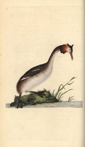 Fuut, Podiceps cristatus door Edward Donovan