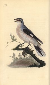 Klapekster (vrouwelijk), Lanius excubitor. Handgekleurde koperplaat getekend en gegraveerd door Edward Donovan uit zijn eigen Natural History of British Birds, Londen door Edward Donovan