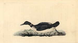 IJsduiker, Gavia immer door Edward Donovan