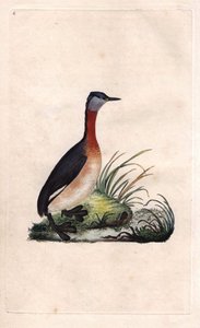 Fuut vrolijk. Podiceps grisegena (Podiceps ruficollis). Kopergravure door Edward Donovan (1768-1837), gepubliceerd in Histoire naturelle des oiseaux britanniques, Londen