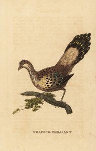Grijze pauwfazant, Polyplectron bicalcaratum