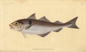 Schelvis, Melanogrammus aeglefinus (Gadus aeglefinus). Kwetsbaar. Handgekleurde koperplaat getekend en gegraveerd door Edward Donovan uit zijn Natural History of British Fishes, Donovan en F.C. en J. Rivington, Londen