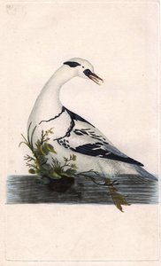 Nonnetje. Mergus albellus. Kopergravure door Edward Donovan (1768-1837), gepubliceerd in Histoire naturelle des oiseaux britanniques, Londen door Edward Donovan