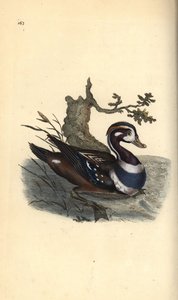 Harlekijneend, Histrionicus histrionicus