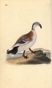 Haaksnavel eend, Anas platyrhynchos. Handgekleurde koperplaat getekend en gegraveerd door Edward Donovan uit zijn eigen “Natural History of British Birds,” Londen door Edward Donovan