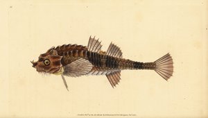 Haakneus, Agonus cataphractus (Pogge of gewapende stierkop, Cottus cataphractus). Handgekleurde kopergravure getekend en gegraveerd door Edward Donovan uit zijn Natural History of British Fishes, Donovan en F.C. en J. Rivington, Londen door Edward Donovan