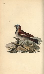 Huismus, Passer domesticus door Edward Donovan