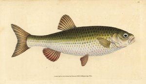 Winde, Leuciscus idus door Edward Donovan
