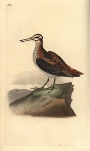 Bokje, Lymnocryptes minimus
