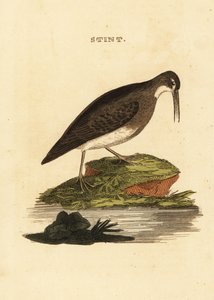 Kleine strandloper, Calidris minutilla