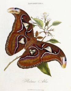 Lepidoptera: Phaloena Atlas, 1798-1799 door Edward Donovan