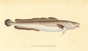 Leng, Molva molva (Gadus molva)