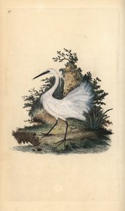 Kleine zilverreiger, Egreta garzetta. Handgekleurde koperplaat getekend en gegraveerd door Edward Donovan uit zijn eigen “Natural History of British Birds,” Londen door Edward Donovan