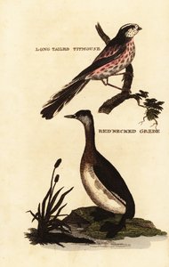 Staartmees of staartmees, Aegithalos caudatus, en roodhalsfuut, Podiceps grisegena door Edward Donovan