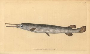 Langneus snoek, Lepisosteus osseus door Edward Donovan