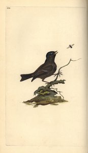Glanskop, Poecile palustris. Handgekleurde kopergravure getekend en gegraveerd door Edward Donovan uit zijn Natural History of British Birds, Londen