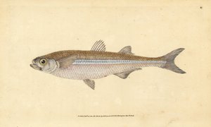 Middellandse Zee zandgrondel of Europese atherine, Atherina hepsetus. Handgekleurde kopergravure getekend en gegraveerd door Edward Donovan uit zijn Natural History of British Fishes, Donovan en F.C. en J. Rivington, Londen
