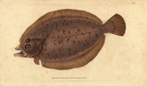 Schol of megrim, Lepidorhombus whiffiagonis (Pleuronectes megastoma). Handgekleurde kopergravure getekend en gegraveerd door Edward Donovan uit zijn Natural History of British Fishes, Donovan en F.C. en J. Rivington, Londen door Edward Donovan