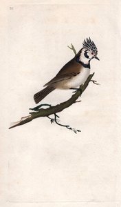 Kuifmees. Lopophanes cristatus cristatus (Parus cristatus). Kopergravure door Edward Donovan, gepubliceerd in Histoire naturelle des oiseaux britanniques, Londen