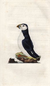Monnikspuffin. Fratercula arctica (Alca arctica). Kopergravure door Edward Donovan (1768-1837), gepubliceerd in Histoire naturelle des oiseaux britanniques, Londen door Edward Donovan