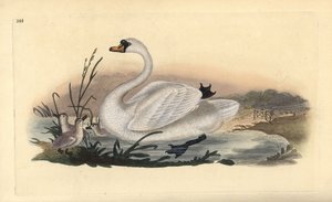 Knobbelzwaan, Cygnus olor, met kuikens