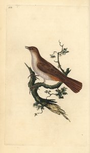 Nachtegaal, Luscinia megarhynchos