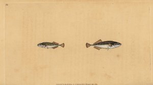Ninespine stekelbaars, Pungitius pungitius (Kleine of tienstekelige stekelbaars, Gasterosteus pungitius). Handgekleurde koperplaat getekend en gegraveerd door Edward Donovan uit zijn Natural History of British Fishes, Donovan en F.C. en J. Rivington, Londe door Edward Donovan