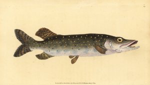 Noordelijke snoek, Esox lucius. Handgekleurde kopergravure getekend en gegraveerd door Edward Donovan uit zijn Natural History of British Fishes, Donovan en F.C. en J. Rivington, Londen
