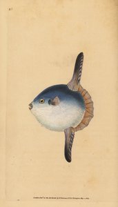 Zonnevis, Mola mola. Kwetsbaar. Handgekleurde kopergravure getekend en gegraveerd door Edward Donovan uit zijn Natural History of British Fishes, Donovan en F.C. en J. Rivington, Londen